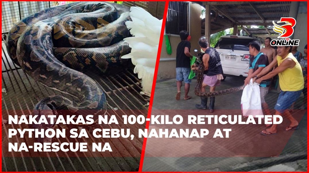 ⁣Nakatakas na 100-Kilo Reticulated Python sa Cebu, nahanap at na-rescue na