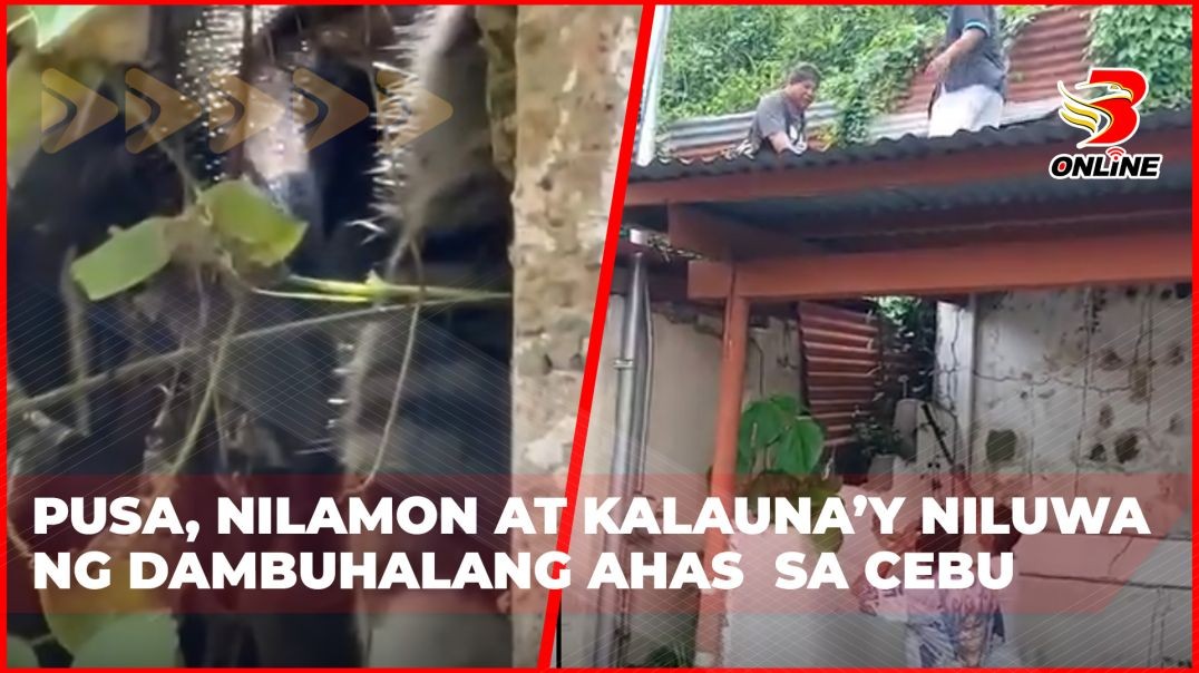 ⁣Pusa, nilamon at kalauna’y niluwa ng dambuhalang ahas sa Cebu