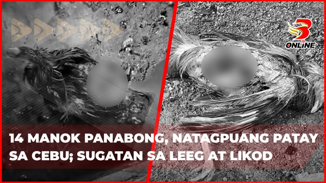 ⁣14 manok panabong, natagpuang patay sa Cebu; Sugatan sa leeg at likod