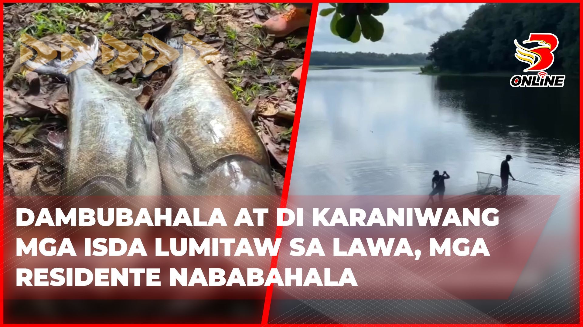 ⁣Dambubahala at di karaniwang mga isda lumitaw sa lawa, mga residente nababahala