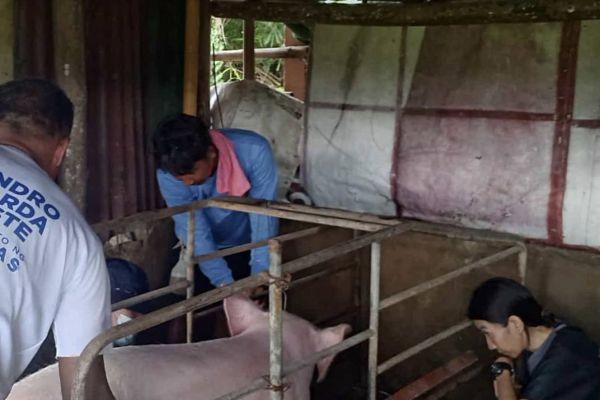 Aabot sa 50 nakolektang blood samples mula sa mga alagang baboy sa Lian ...
