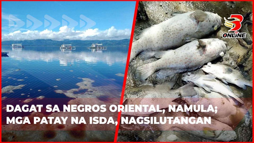 ⁣Dagat sa Negros Oriental, namula; mga patay na isda, nagsilutangan