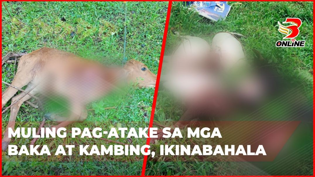 ⁣Muling pag-atake sa mga baka at kambing, ikinabahala