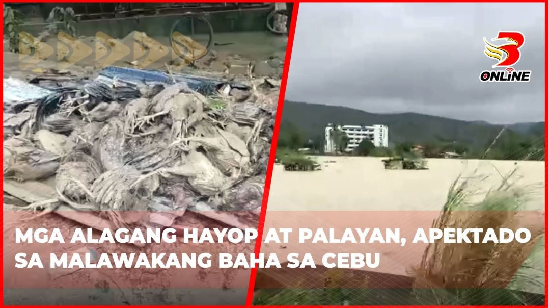 ⁣Mga alagang hayop at palayan, apektado sa malawakang baha sa Cebu