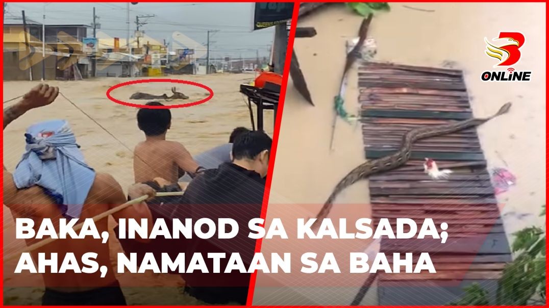 ⁣Baka, inanod sa kalsada; Ahas, namataan sa baha