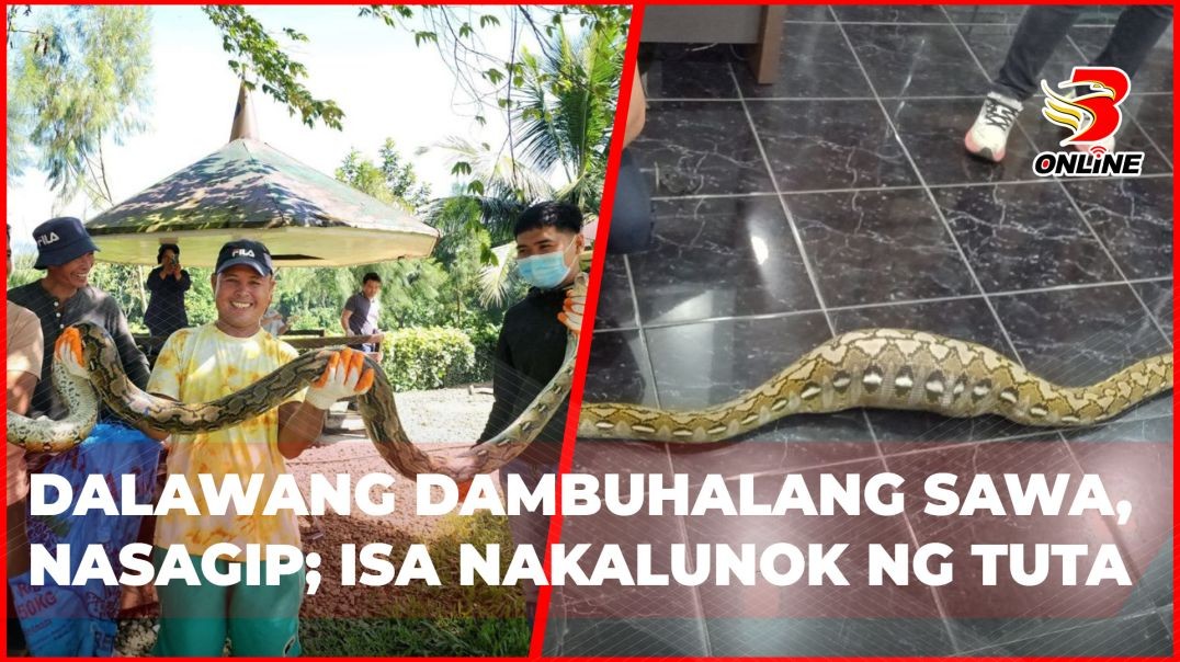 ⁣2 dambuhalang sawa, nasagip; 1, nakalunok ng tuta