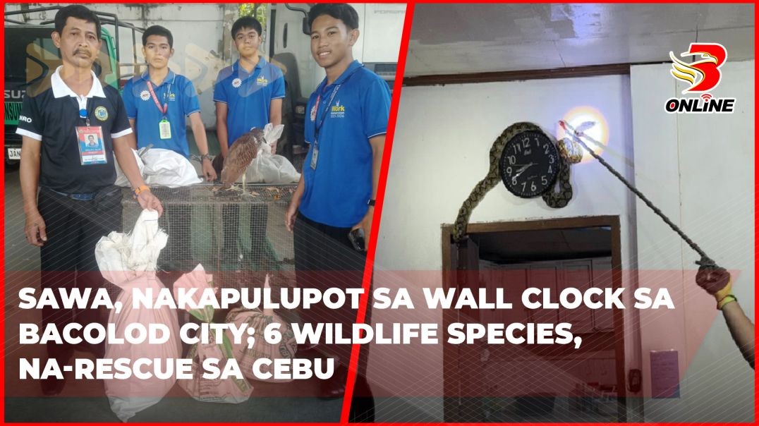 ⁣Sawa, nakapulupot sa wall clock sa Bacolod City; 6 Wildlife Species, na-rescue sa Cebu
