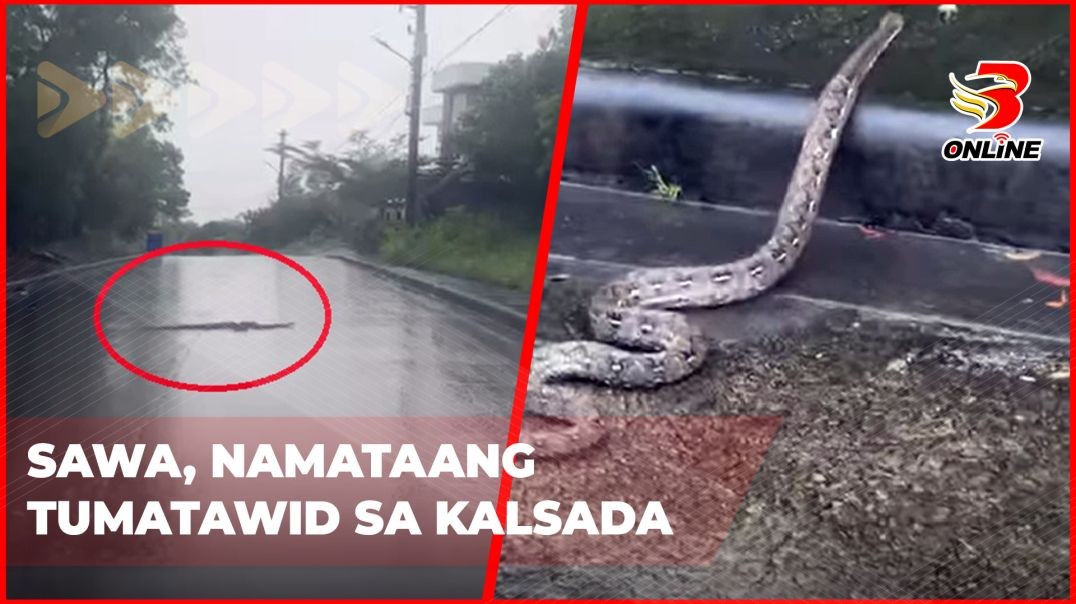 ⁣Sawa, namataang tumatawid sa kalsada