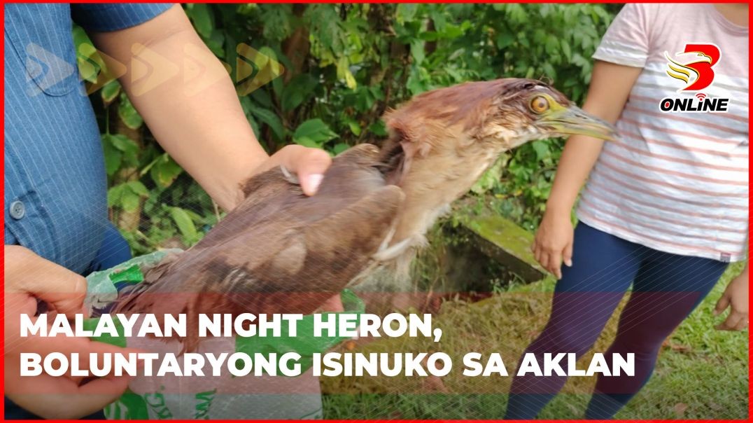 ⁣Malayan Night Heron, boluntaryong isinuko sa Aklan