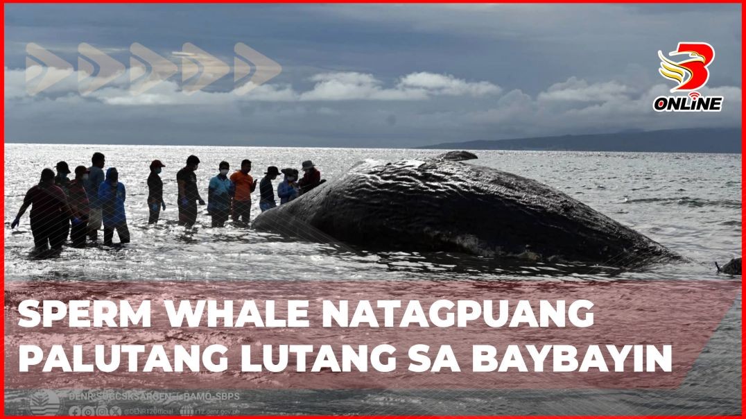 ⁣Sperm Whale natagpuang palutang lutang sa baybayin