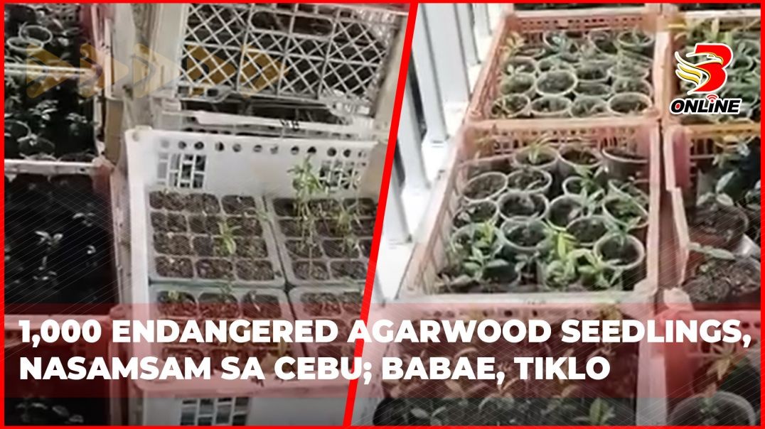 ⁣1,000 endangered agarwood seedlings, nasamsam sa Cebu;babae, tiklo