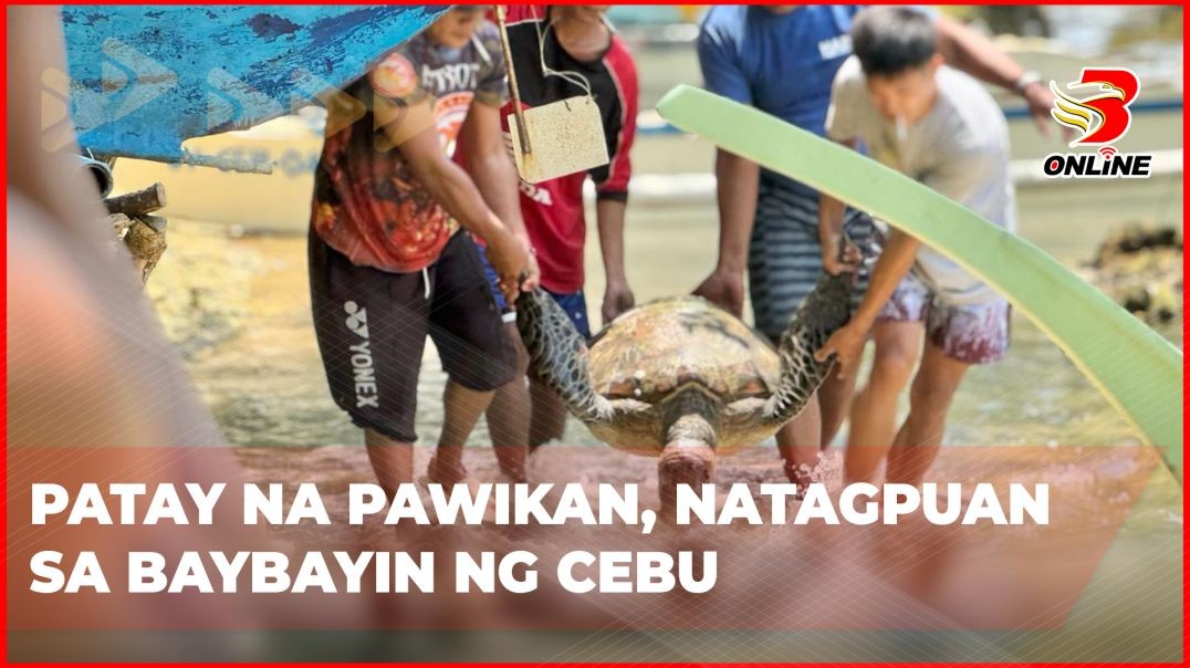 ⁣Patay na pawikan, natagpuan sa baybayin ng Cebu