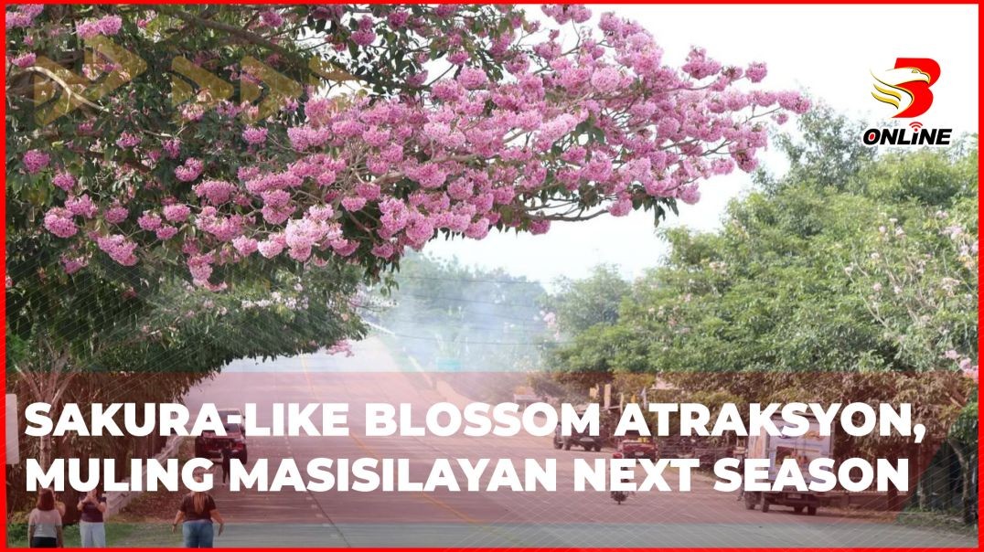 ⁣Sakura-like blossom atraksyon, muling masisilayan next season