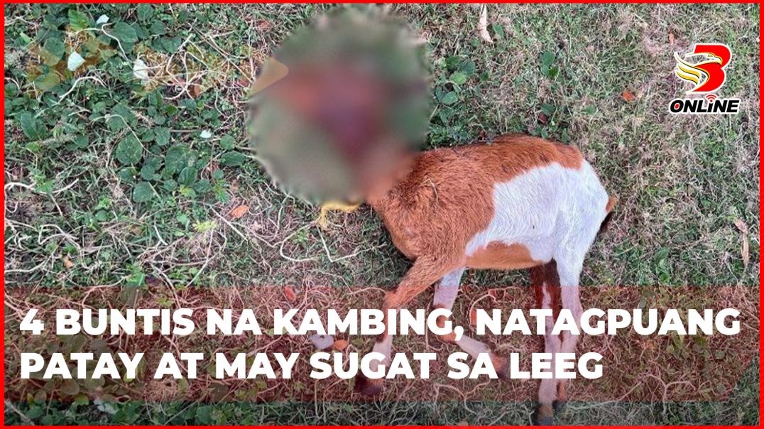 ⁣4 buntis na kambing, natagpuang patay at may sugat sa leeg