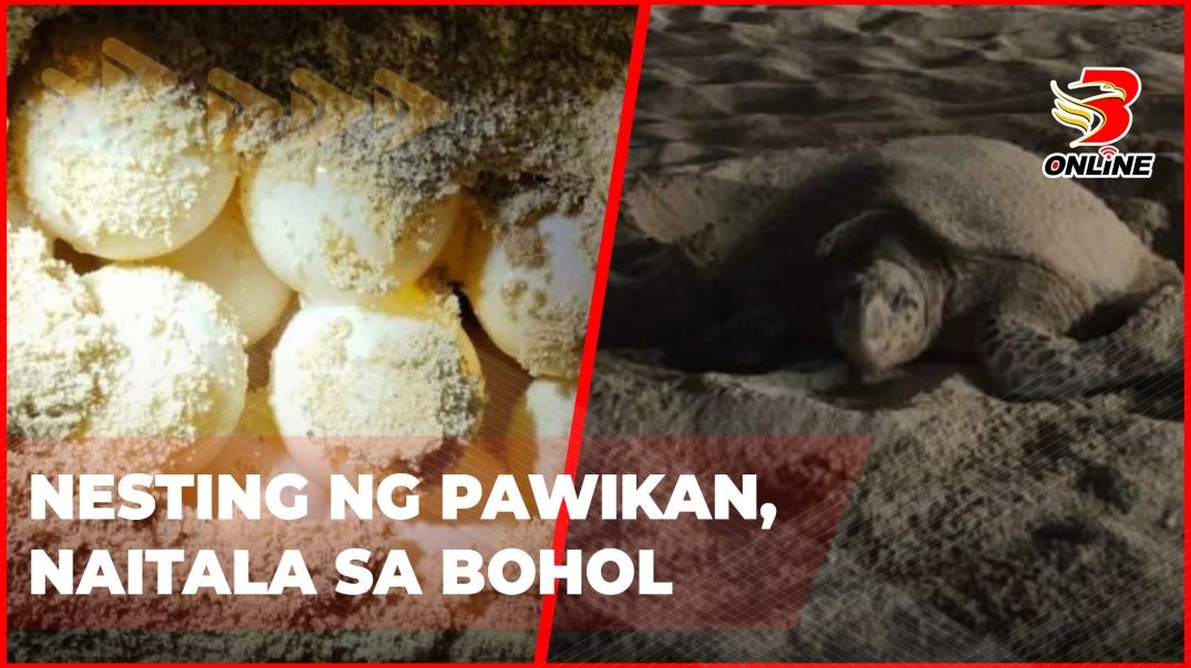 ⁣Nesting ng pawikan, naitala sa Bohol