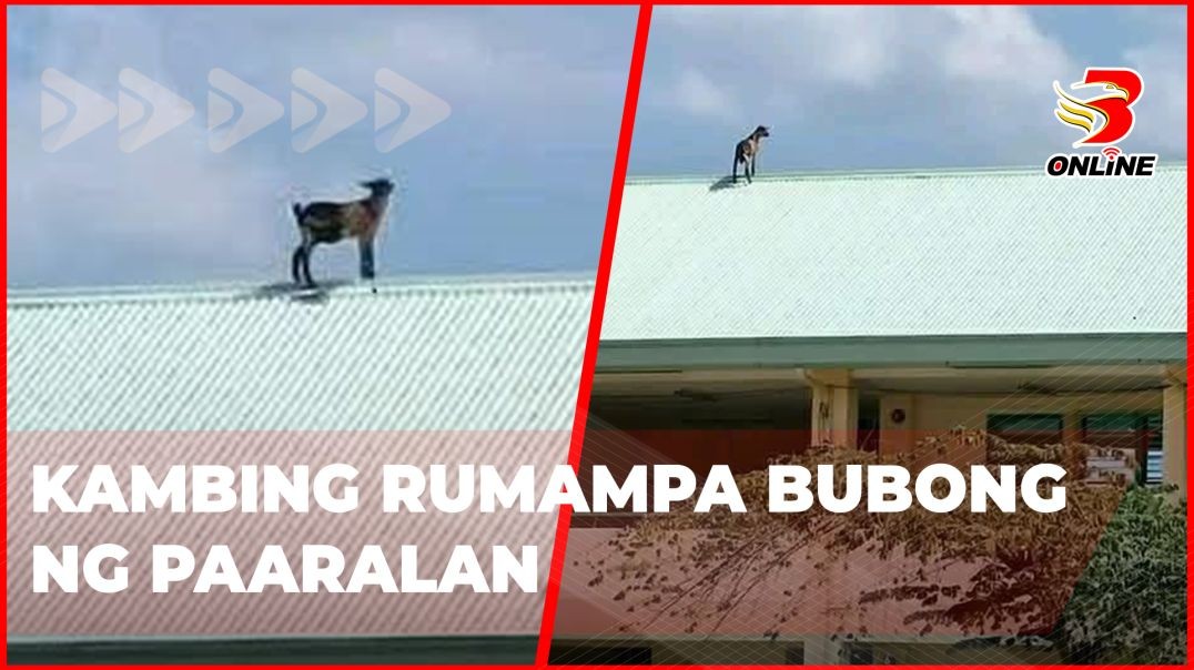 ⁣Kambing rumampa bubong ng paaralan