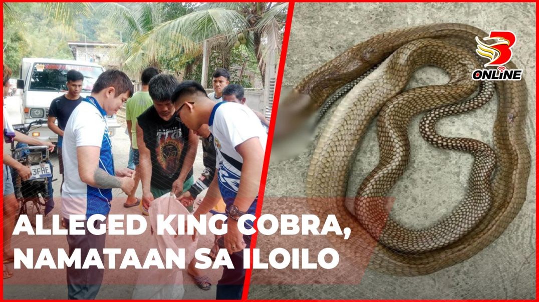 ⁣Alleged King Cobra, namataan sa Iloilo