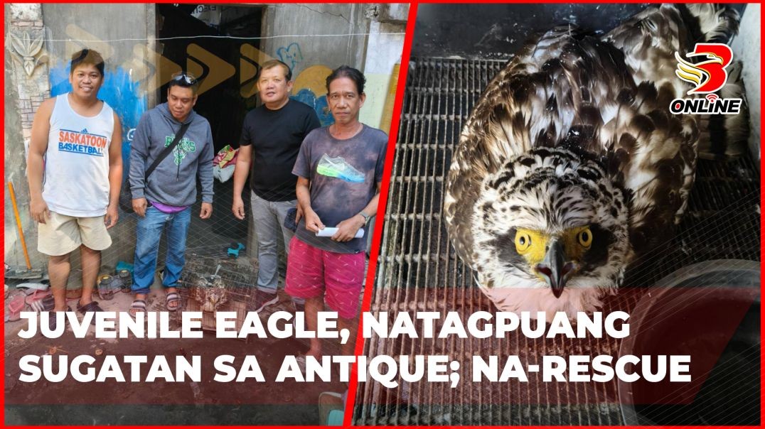 ⁣Juvenile Eagle, natagpuang sugatan sa Antique; Na-rescue