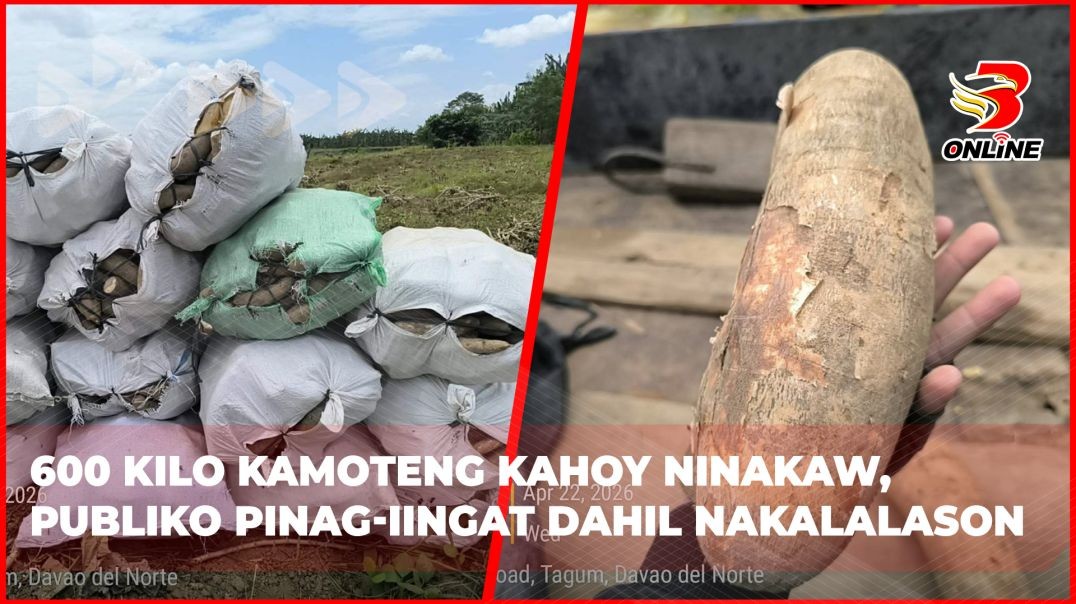 ⁣600 kilo kamoteng kahoy ninakaw , publiko pinag-iingat dahil nakalalason