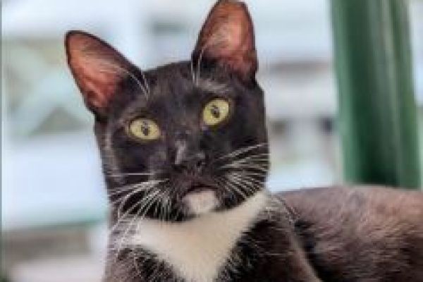DLSU campus cat, patay matapos atakihin ng mga asong pumasok sa ...