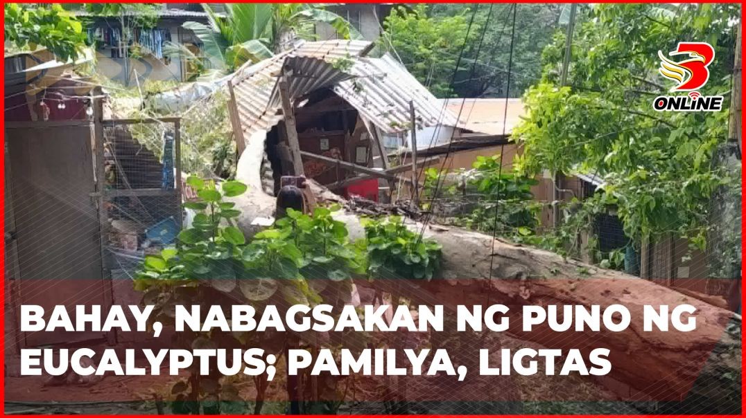 ⁣Bahay, nabagsakan ng puno ng eucalyptus; pamilya, ligtas