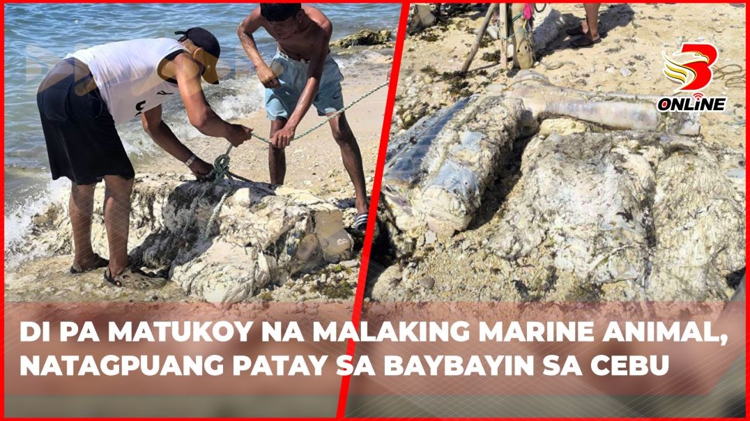 ⁣Di pa matukoy na malaking marine animal, natagpuang patay sa baybayin sa Cebu