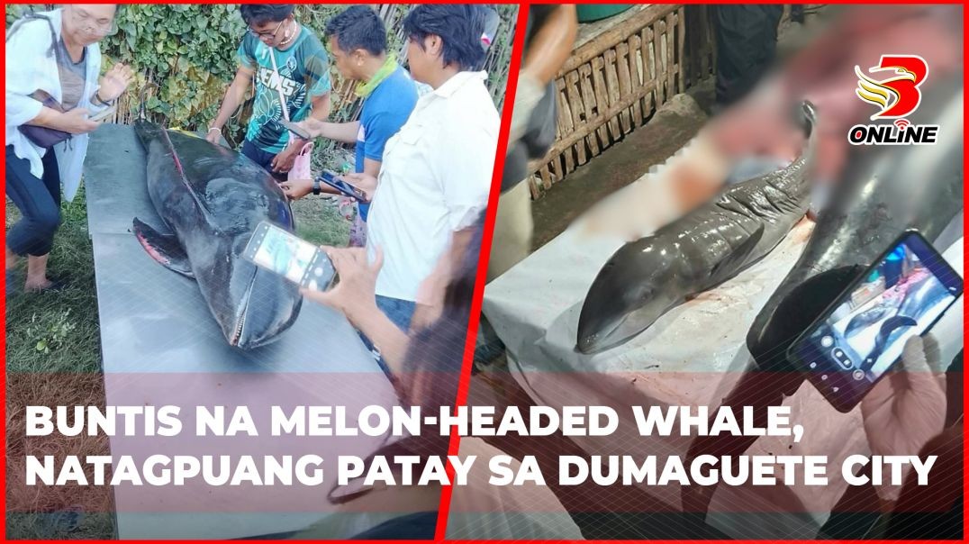 ⁣Buntis na melon-headed whale, natagpuang patay sa Dumaguete City