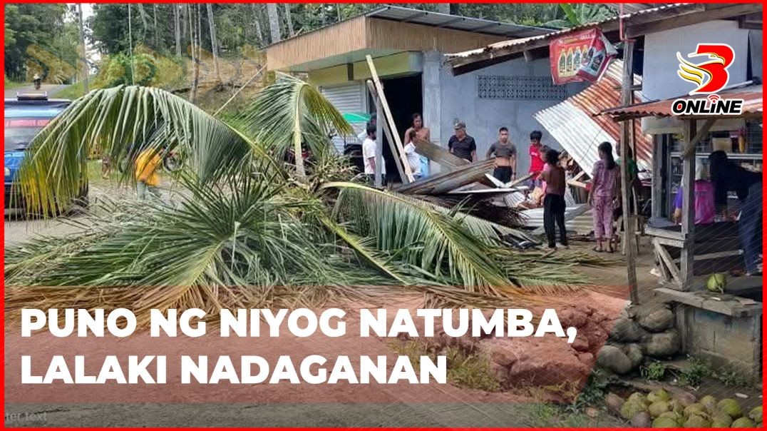 ⁣Puno ng niyog natumba, lalaki nadaganan