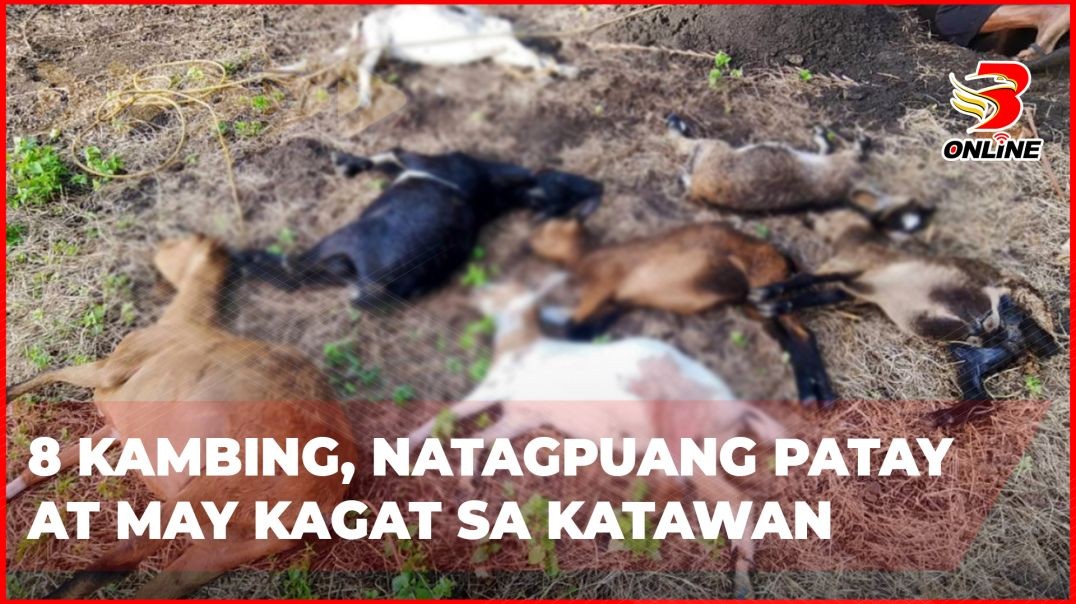 ⁣8 kambing, natagpuang patay at may kagat sa katawan