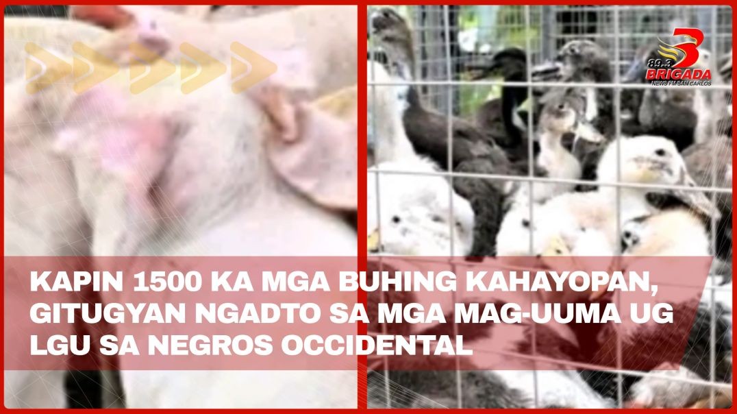 ⁣Kapin 1500 ka mga buhing kahayopan, gitugyan ngadto sa mga mag-uuma ug LGU sa Negros Occidental