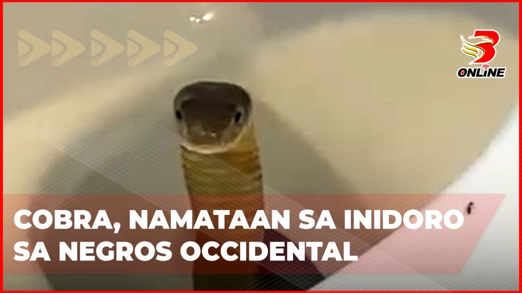 ⁣Cobra, namataan sa inidoro sa Negros Occidental