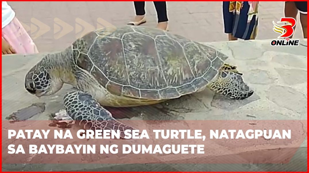 ⁣Patay na green sea turtle, natagpuan sa baybayin ng Dumaguete