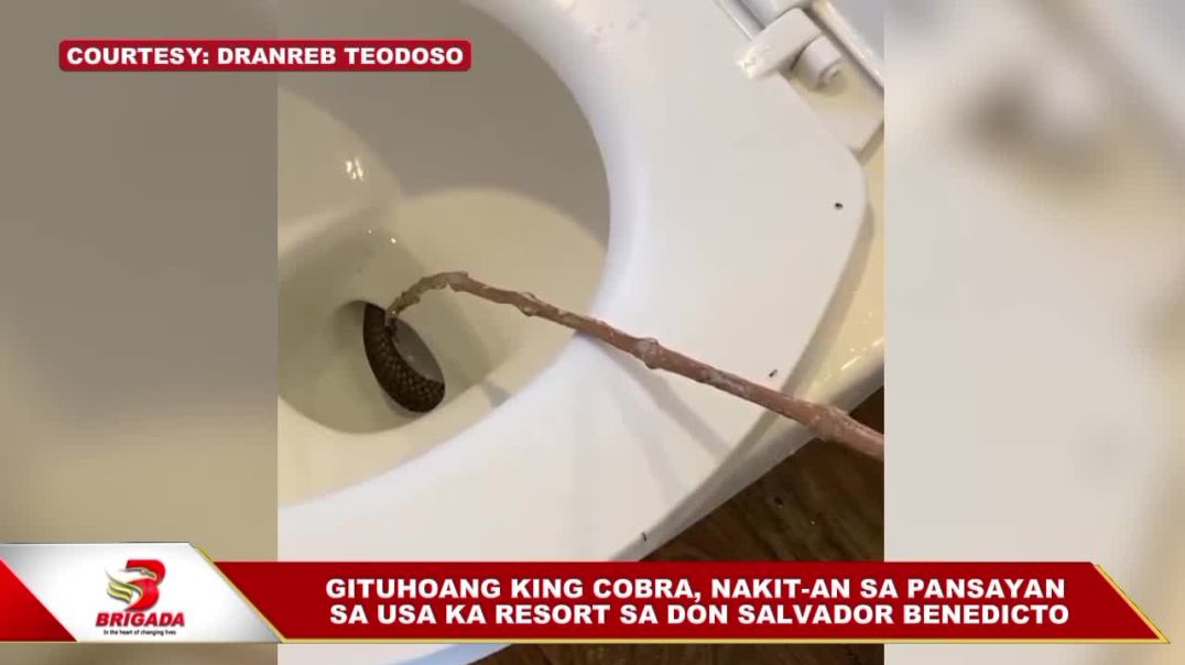 ⁣Gituhoang king cobra, nakit-an sa  sa pansayan sa usa ka resort sa Don Salvador Benedicto