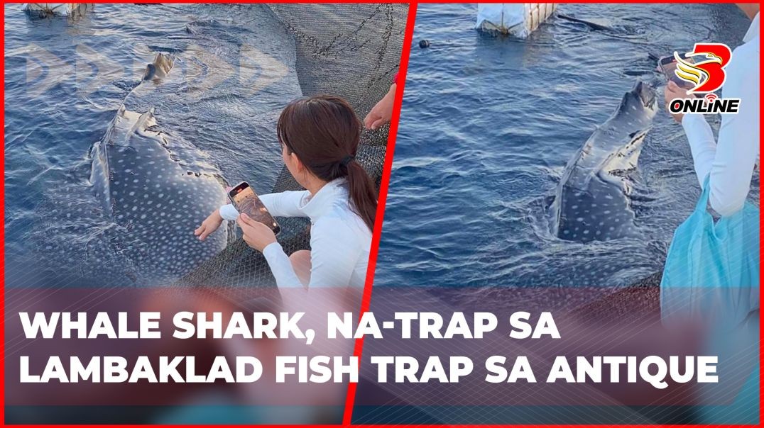 ⁣Whale shark, na-trap sa Lambaklad Fish Trap sa Antique