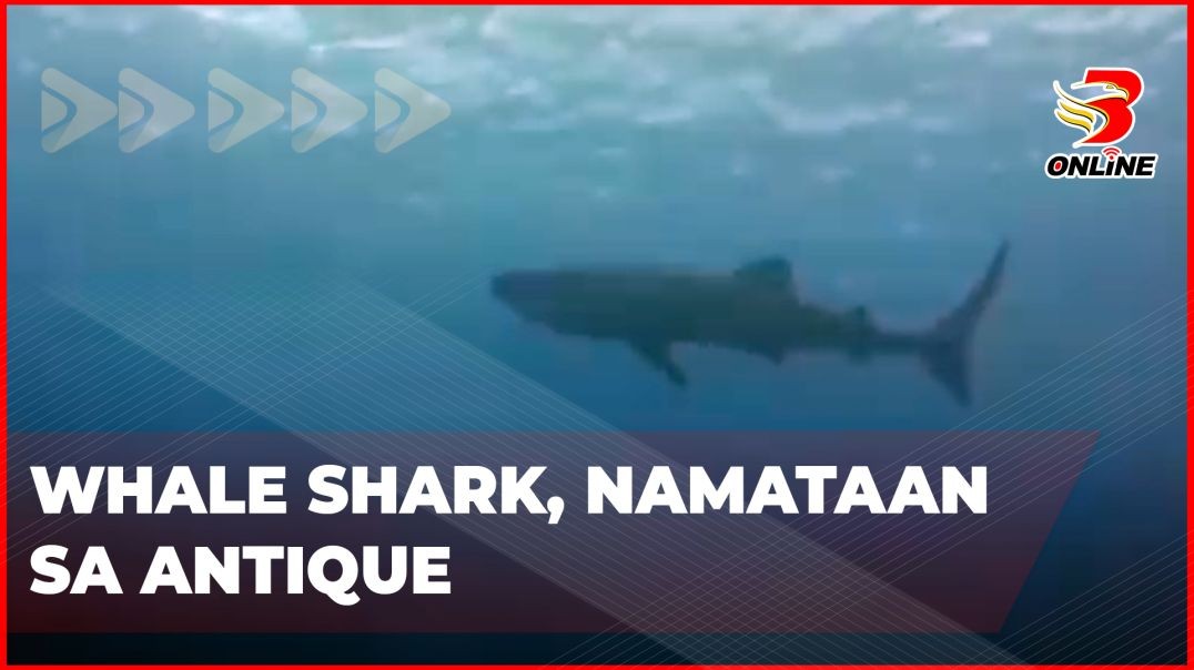 ⁣Whale shark, namataan sa Antique