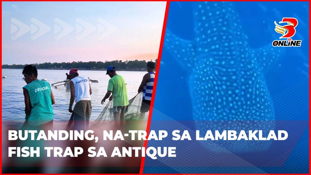 Butanding, na-trap sa Lambaklad Fish Trap sa Antique