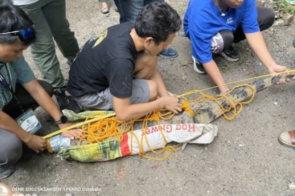 Critically-endangered na buwaya, na-rescue sa Cotabato