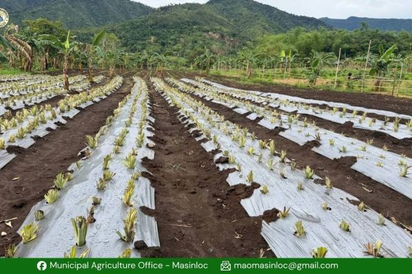 Higit 130-thousand na pinya, itinatanim sa Masinloc