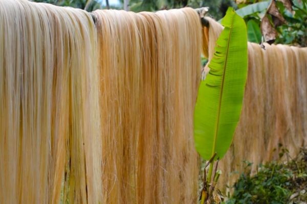 PHILFIDA Bicol, may mga hakbang na kaugnay ng inaasahang epekto ng El Niño sa abaca industry