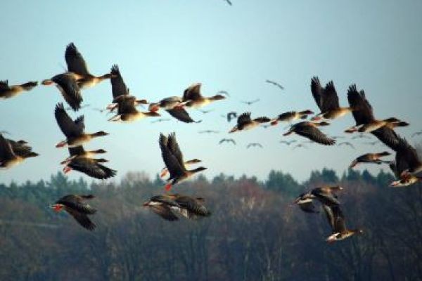 Australia, naka-detect ng unang kaso ng H5 bird flu