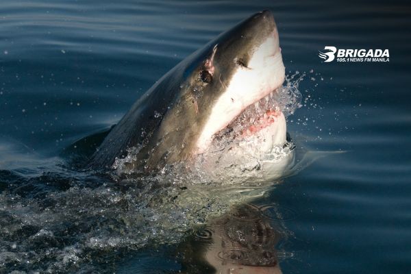 Babae sa Sydney, nagtamo ng matinding sugat dahil sa shark attack