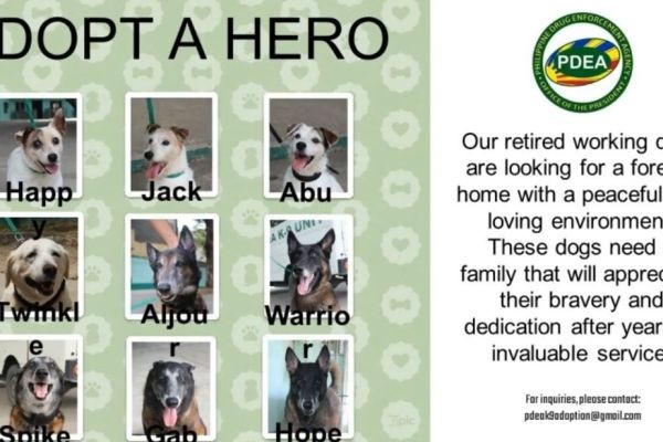 9 na narcotic detection dogs ng PDEA, nagretiro na at bukas para sa adoption