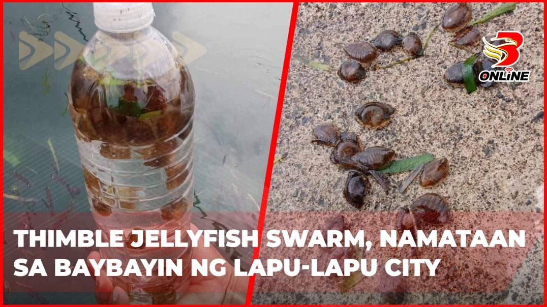 Thimble Jellyfish Swarm, namataan sa baybayin ng Lapu-Lapu City