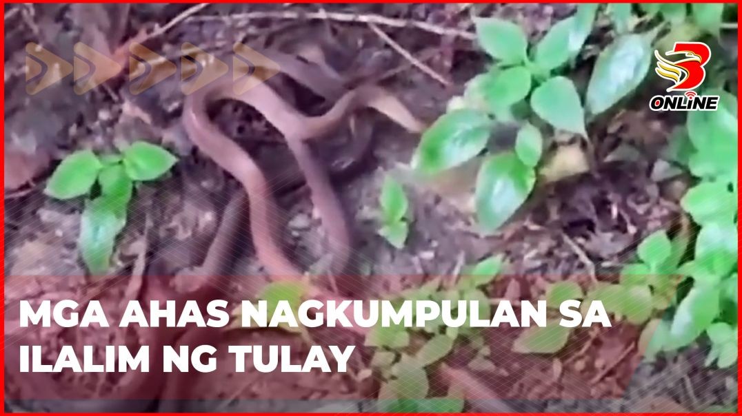 Mga ahas nagkumpulan sa ilalim ng tulay