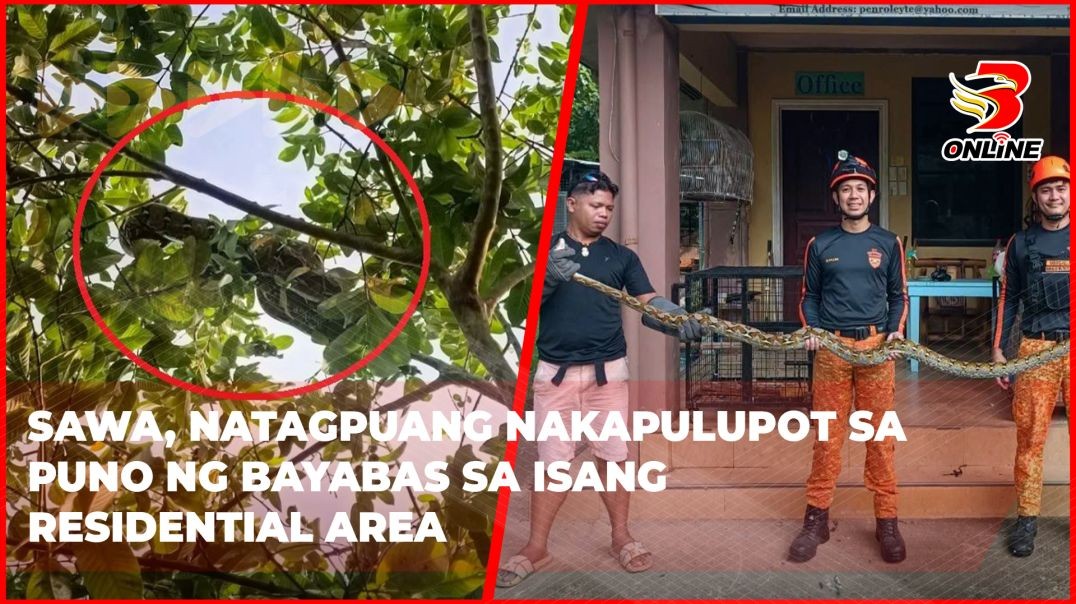 ⁣Sawa, natagpuang nakapulupot sa puno ng bayabas sa isang residential area