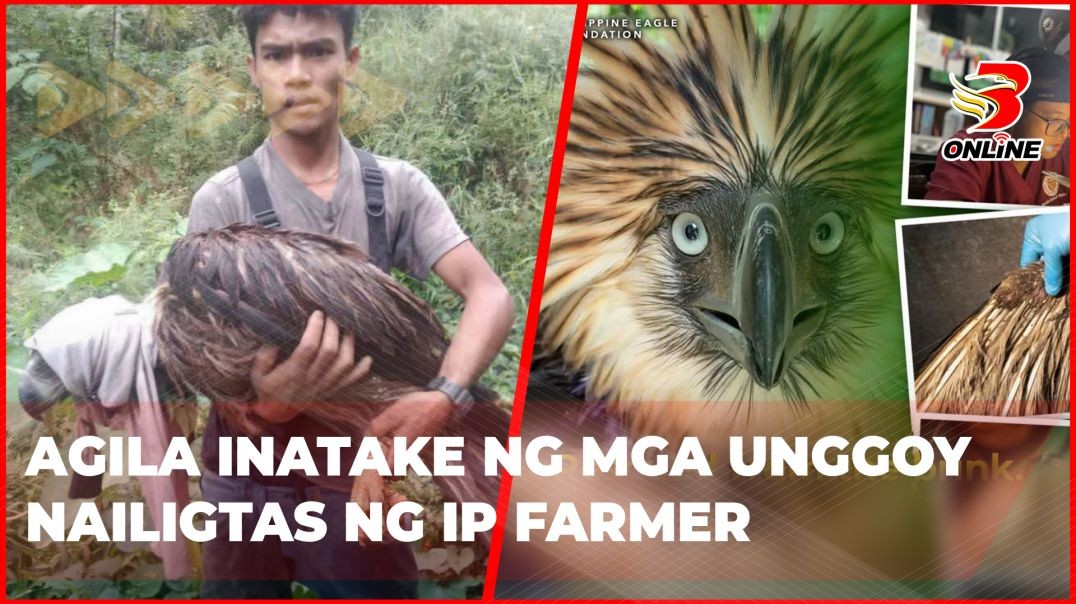 Agila inatake ng mga unggoy nailigtas ng IP farmer