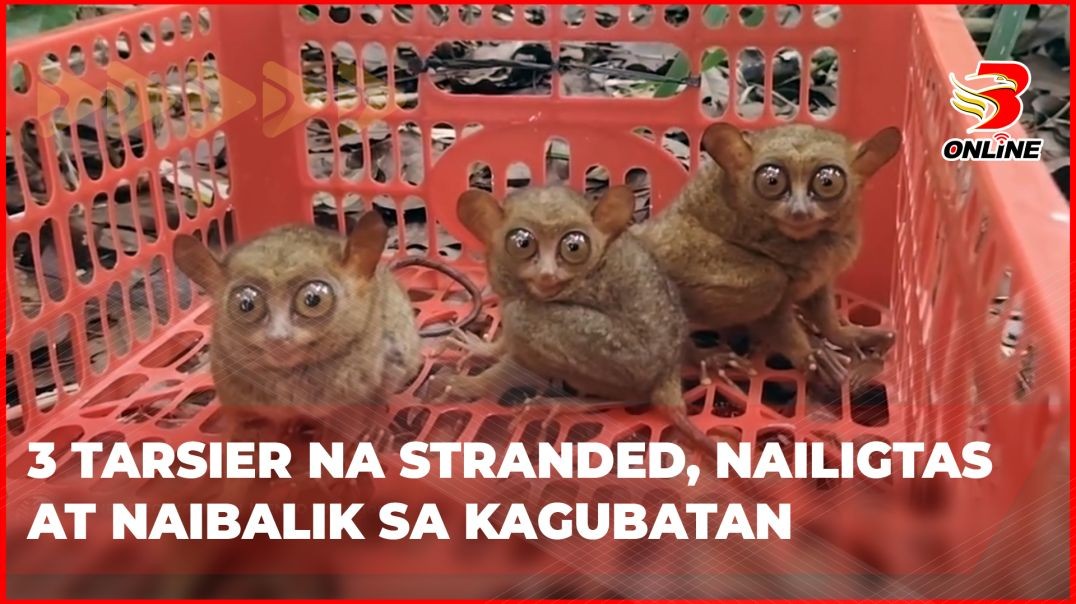 3 tarsier na stranded, nailigtas at naibalik sa kagubatan