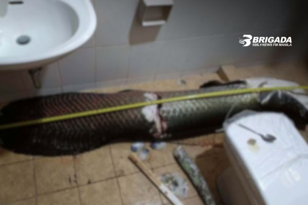 Higanteng arapaima na nagkakahalaga ng P7-M, kinatay ng tatlong resort worker para sa tanghalian