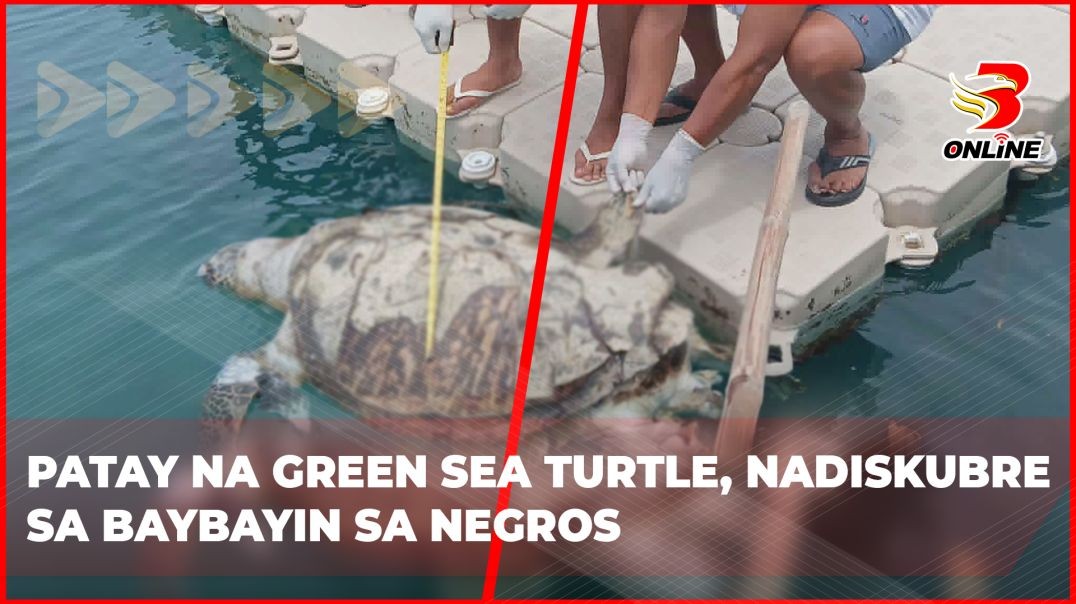 Patay na green sea turtle, nadiskubre sa baybayin sa Negros