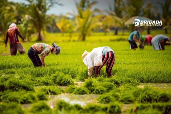 Higit 500K ektarya ng mga pananim, nanganganib na maapektuhan ng bagyong Kiyapo at habagat